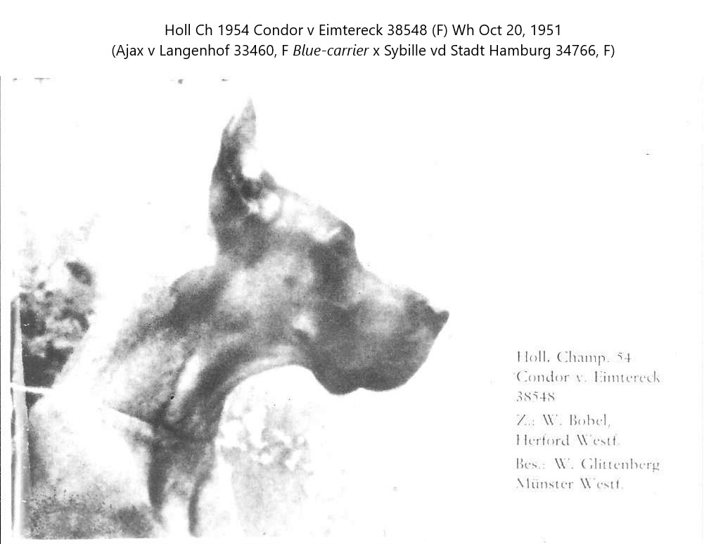 Condor v Eimereck